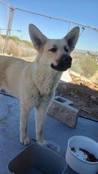 Found/Stray Female Dog last seen Ranchero rd and mariposa, Hesperia, CA 92344