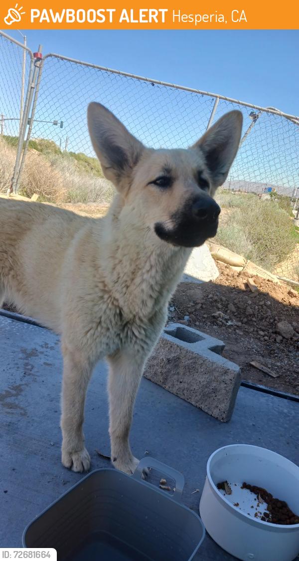 Found/Stray Female Dog last seen Ranchero rd and mariposa, Hesperia, CA 92344