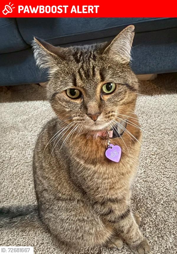Lost Female Cat last seen NE 178th, Lake Forest Park, WA 98155