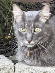 Lost Male Cat last seen Redcliff dr, San Jose, CA 95118