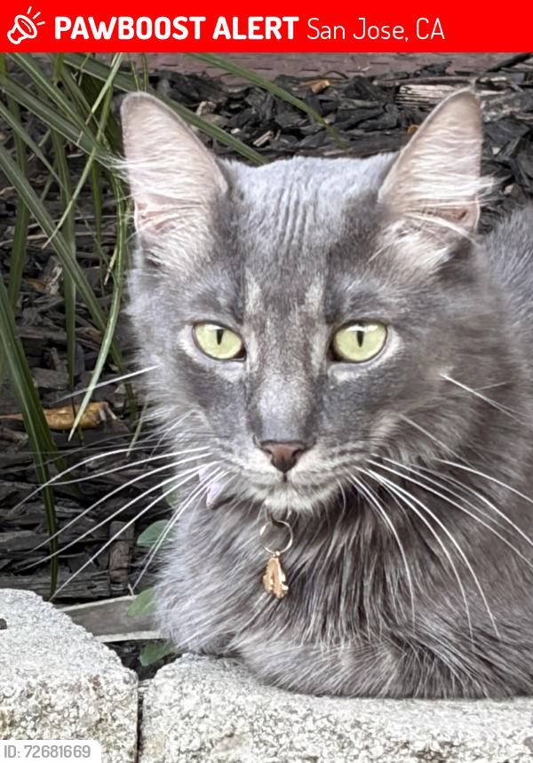 Lost Male Cat last seen Redcliff dr, San Jose, CA 95118