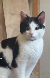 Lost Male Cat last seen 16th Cecil B Moore, Philadelphia, PA 19121