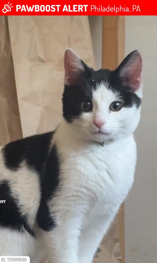 Lost Male Cat last seen 16th Cecil B Moore, Philadelphia, PA 19121