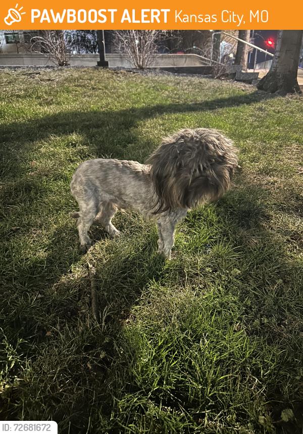 Found/Stray Male Dog last seen 10th Street and Oak Street, Kansas City, MO 64106