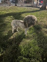Found/Stray Male Dog last seen 10th Street and Oak Street, Kansas City, MO 64106