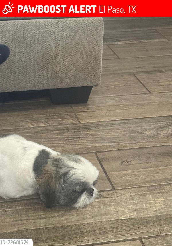 Lost Male Dog last seen Rich beem, Ventana Ave, Pebble Hills 79938, El Paso, TX 79938