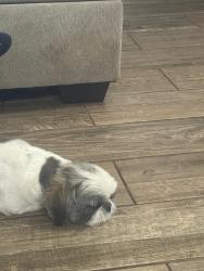 Lost Male Dog last seen Rich beem, Ventana Ave, Pebble Hills 79938, El Paso, TX 79938