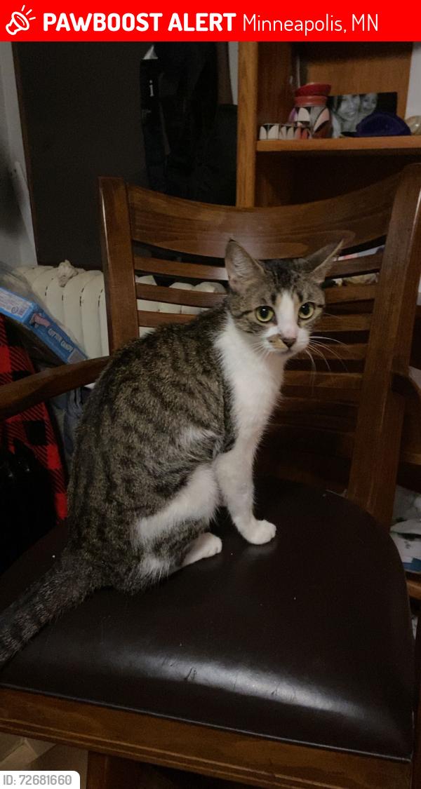 Lost Female Cat last seen W 37th st, Minneapolis, MN 55409