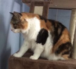 Lost Female Cat last seen Wingrin Roce, Irving, TX 75062