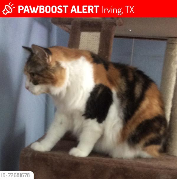 Lost Female Cat last seen Wingrin Roce, Irving, TX 75062