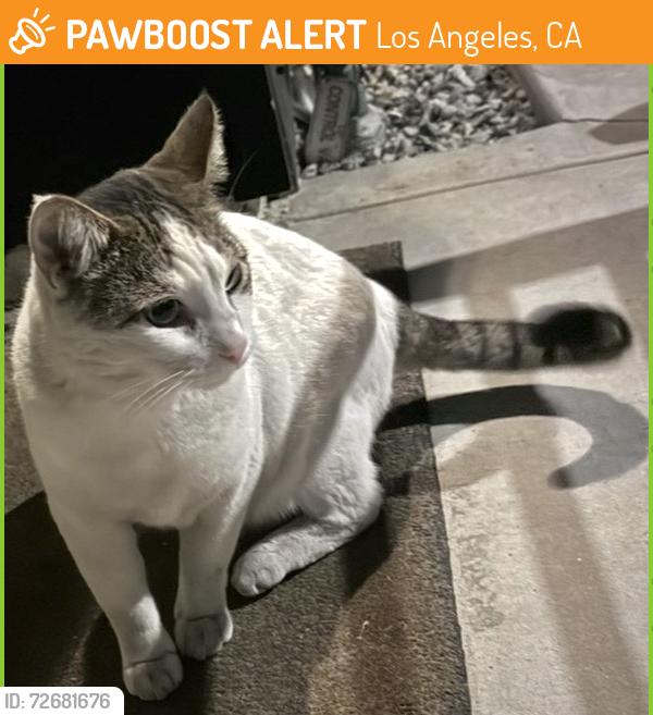 Found/Stray Unknown Cat last seen Glennie lane, Los Angeles, CA 90016