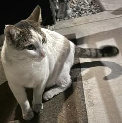 Found/Stray Unknown Cat last seen Glennie lane, Los Angeles, CA 90016