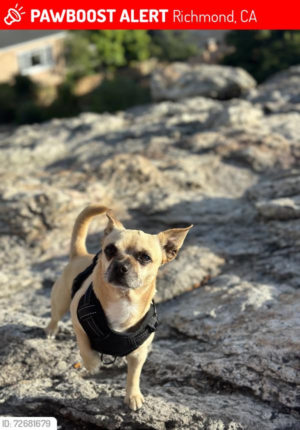 Lost Male Dog last seen Richmond bart, Richmond, CA 94804