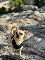 Lost Male Dog last seen Richmond bart, Richmond, CA 94804