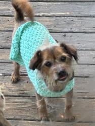 Lost Male Dog last seen Near South Wooddale st Wichita ks , Wichita, KS 67230