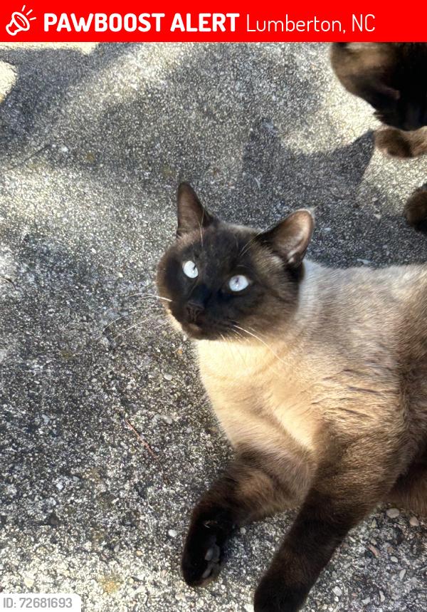 Lost Male Cat last seen Barker Ten Mile Forest Acres, Lumberton, NC 28358