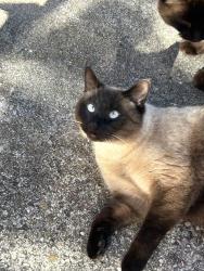 Lost Male Cat last seen Barker Ten Mile Forest Acres, Lumberton, NC 28358