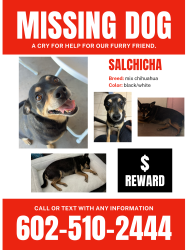 Lost Male Dog last seen Near d 35th drive Phoenix az 85p41, Phoenix, AZ 85041