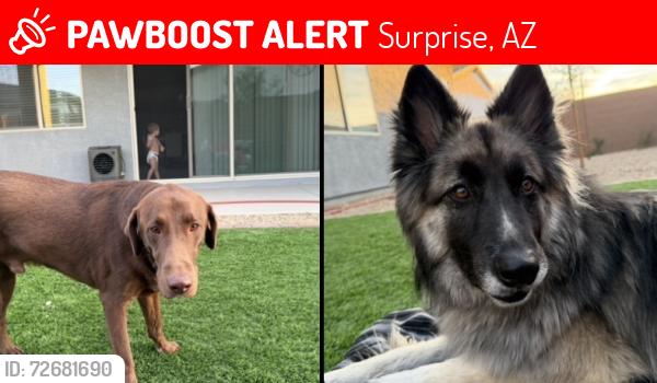 Lost Male Dog last seen Happy Valley Rd & 142nd Avenue, Surprise, AZ 85387