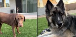 Lost Male Dog last seen Happy Valley Rd & 142nd Avenue, Surprise, AZ 85387