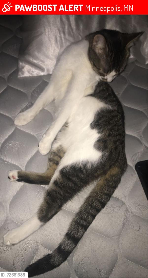 Lost Female Cat last seen West 37th Street, Cocina Latina Restaurant, East 38th St., Minneapolis, MN 55409