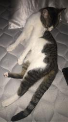 Lost Female Cat last seen West 37th Street, Cocina Latina Restaurant, East 38th St., Minneapolis, MN 55409