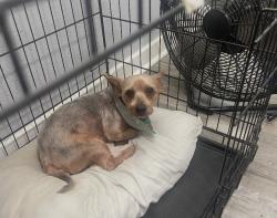 Lost Male Dog last seen Illinois and 160th st, Torrance, CA 90504