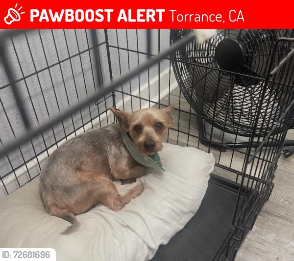 Lost Male Dog last seen Illinois and 160th st, Torrance, CA 90504