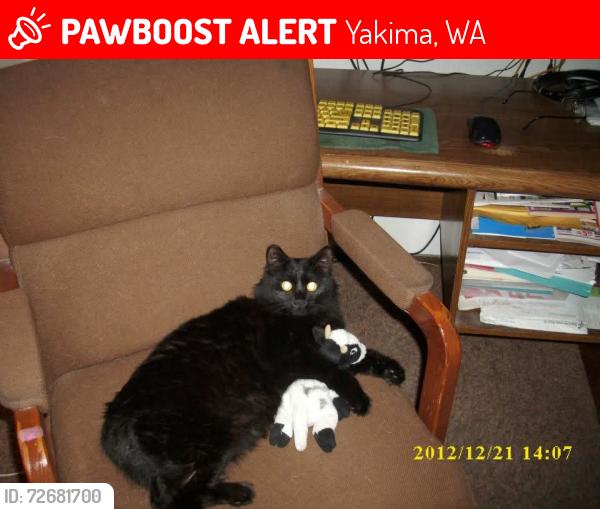 Lost Female Cat last seen Landon Ave , Yakima, WA 98902