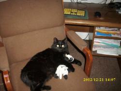 Lost Female Cat last seen Landon Ave , Yakima, WA 98902