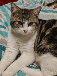 Lost Male Cat last seen Landon Ave , Yakima, WA 98902