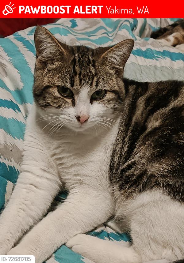 Lost Male Cat last seen Landon Ave , Yakima, WA 98902