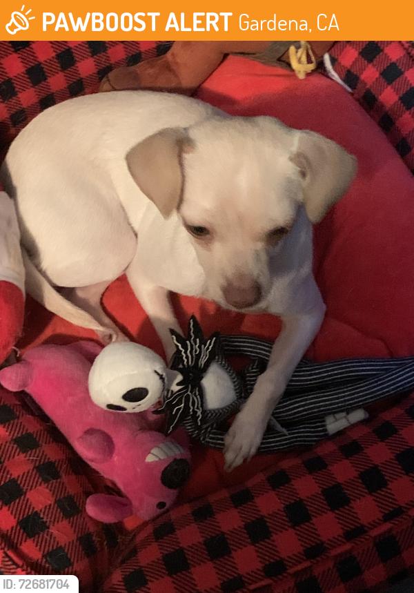 Found/Stray Female Dog last seen Starbucks, Gardena, CA 90247