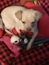 Found/Stray Female Dog last seen Starbucks, Gardena, CA 90247