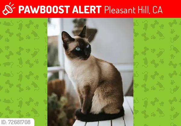 Lost Male Cat last seen Shirley Dr and contra costa blvd , Pleasant Hill, CA 94523