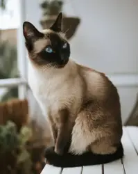 Lost Male Cat last seen Shirley Dr and contra costa blvd , Pleasant Hill, CA 94523