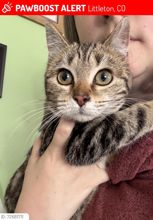 Lost Female Cat last seen Buffalo Dr , Littleton, CO 80120