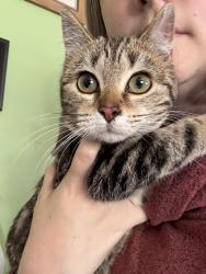 Lost Female Cat last seen Buffalo Dr , Littleton, CO 80120