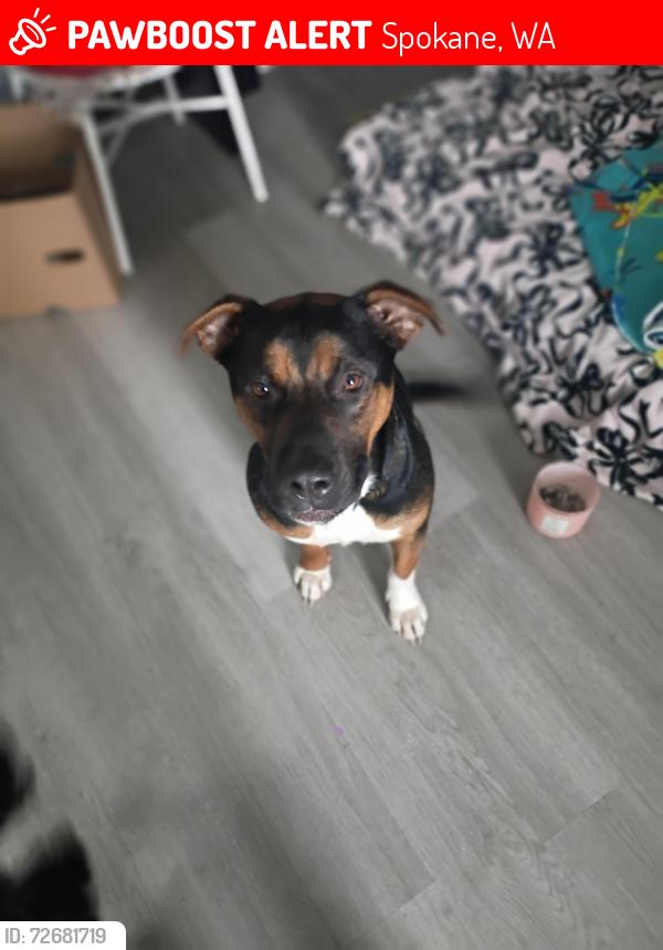 Lost Female Dog last seen Rousars downtown Spokane WA, Spokane, WA 99260