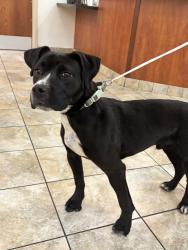 Found/Stray Male Dog last seen Corner Bakery Cafe and Sunnyside apmts, Salt Lake City, UT 84148