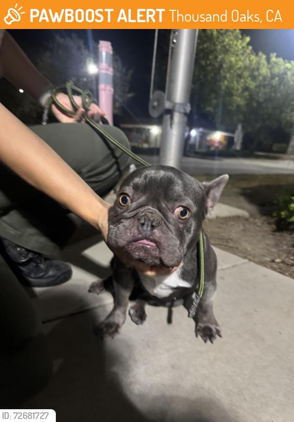 Found/Stray Female Dog last seen Near warwick Avenue apmts , Thousand Oaks, CA 91360