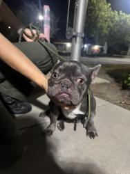 Found/Stray Female Dog last seen Near warwick Avenue apmts , Thousand Oaks, CA 91360