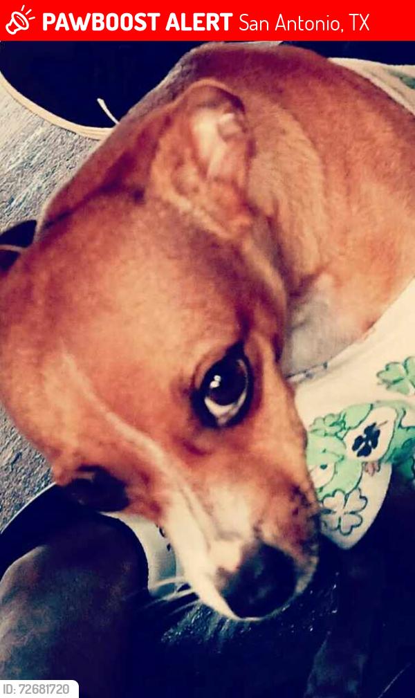 Lost Female Dog last seen Lasses blvd,Quig dr, pecan valley Dr. The Southhill apts, San Antonio, TX 78207