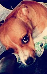 Lost Female Dog last seen Lasses blvd,Quig dr, pecan valley Dr. The Southhill apts, San Antonio, TX 78207