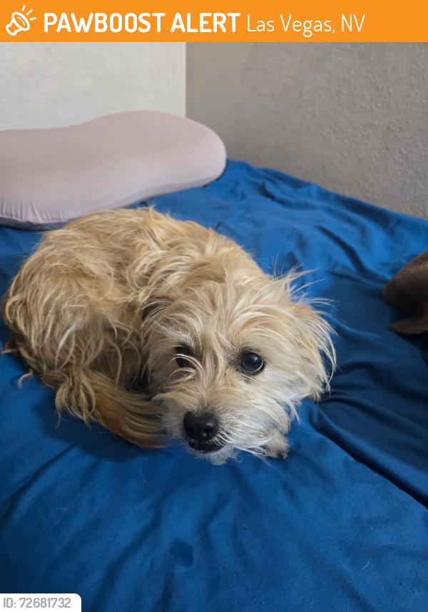 Found/Stray Male Dog last seen Liberace and Joe brown, Las Vegas, NV 89104