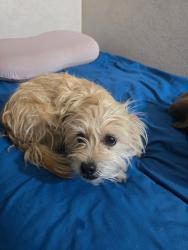 Found/Stray Male Dog last seen Liberace and Joe brown, Las Vegas, NV 89104