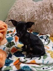 Lost Female Dog last seen University Ave and Donohoe St, East Palo Alto, CA 94303