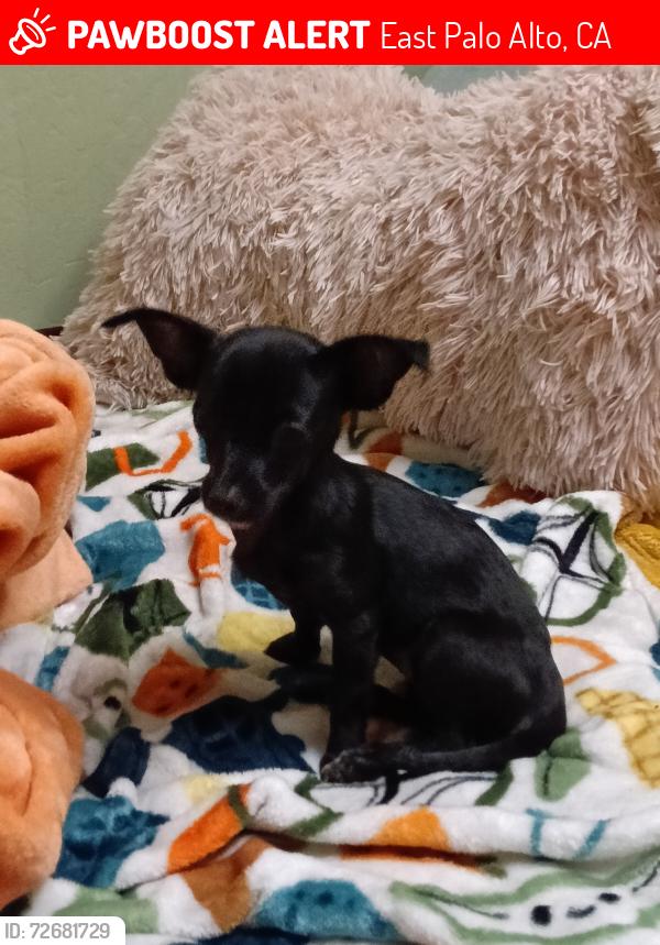 Lost Female Dog last seen University Ave and Donohoe St, East Palo Alto, CA 94303