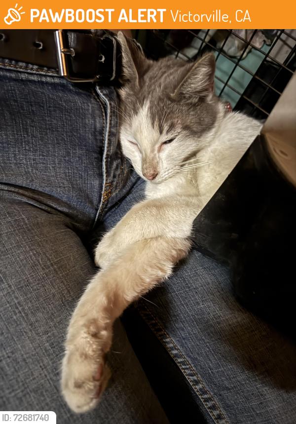 Found/Stray Female Cat last seen Jersey Mikes, Victorville, CA 92392