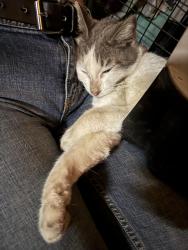 Found/Stray Female Cat last seen Jersey Mikes, Victorville, CA 92392